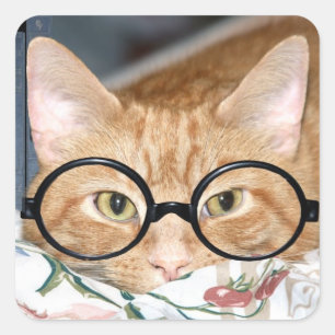 Adesivo Quadrado Gatinho com vidros