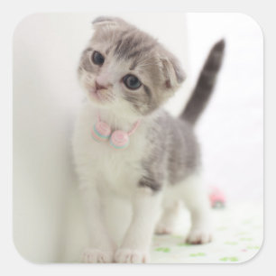 Adesivo Quadrado Gatinho da dobra do Scottish