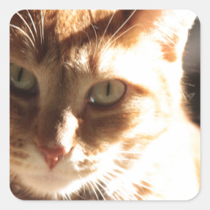 Adesivo Quadrado Gatinho de Kute!