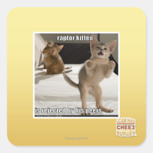 Adesivo Quadrado Gatinho do raptor