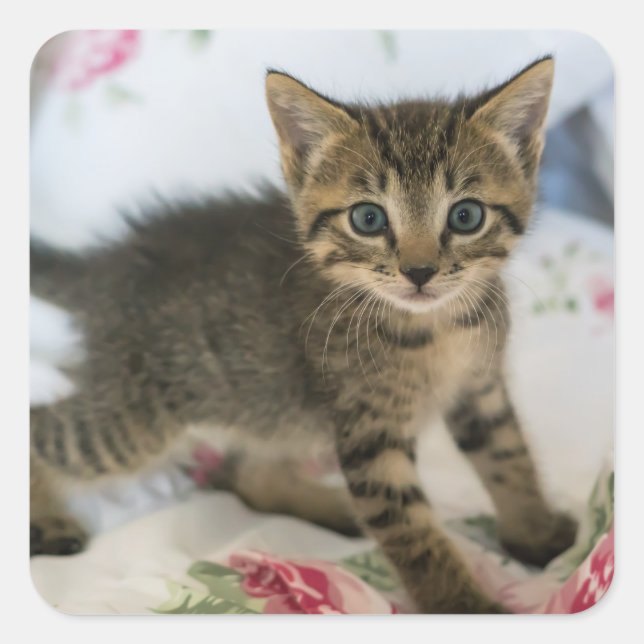 Adesivo Quadrado Gatinho Gatinho Gelado, Surpreso (Frente)