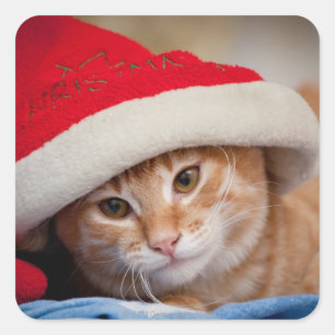 Adesivo Quadrado Gatinho pequeno no chapéu vermelho do Natal