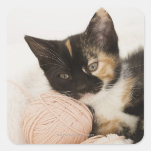 Adesivo Quadrado Gatinho que coloca na bola da corda