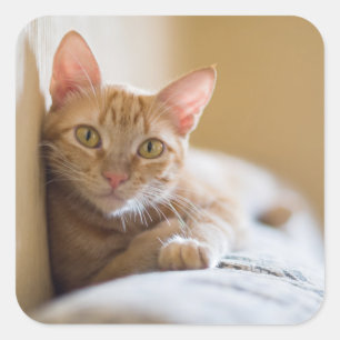Adesivo Quadrado Gatinho que encontra-se no sofá
