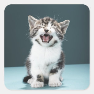 Adesivo Quadrado Gatinho que meowing