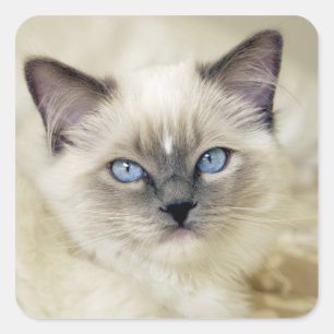 Adesivo Quadrado Gatinho Ragdoll