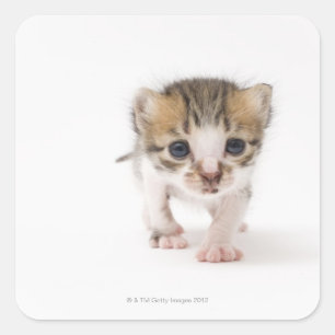Adesivo Quadrado Gatinho recém-nascido