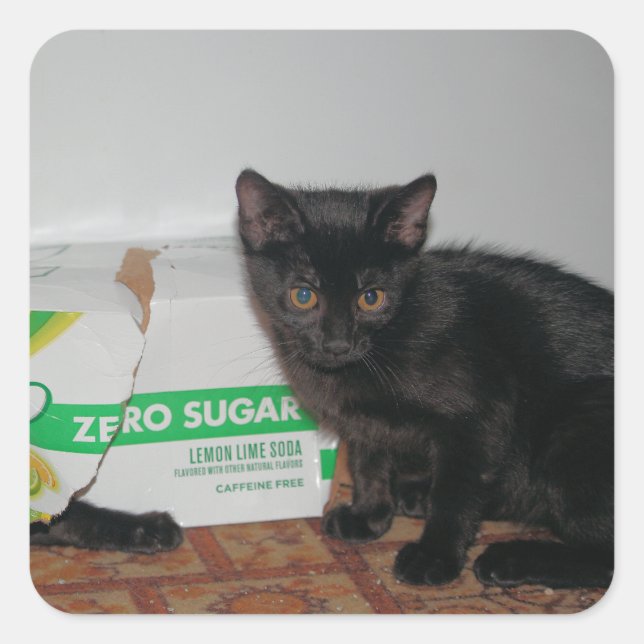Adesivo Quadrado Gatinhos (Frente)