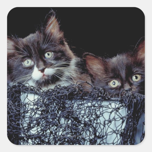 Adesivo Quadrado Gatinhos no recipiente (Frente)