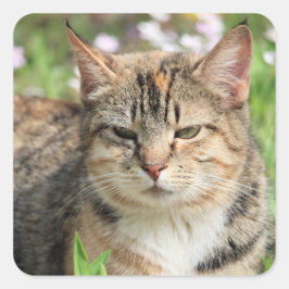Adesivo Quadrado Gato