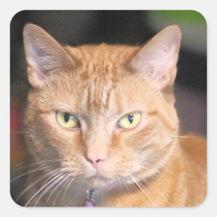 Adesivo Quadrado Gato