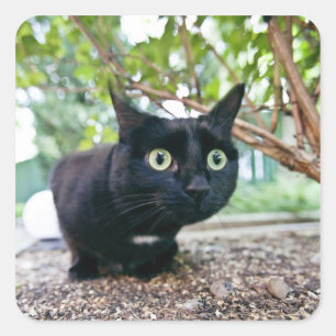 Adesivo Quadrado gato alertado que esconde sob o arbusto