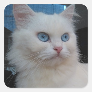 Adesivo Quadrado Gato branco do gatinho com olhos azuis