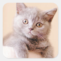 Gato britânico bonito de Shorthair