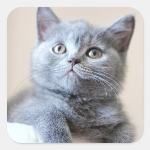 Adesivo Quadrado Gato britânico cinzento de Shorthair