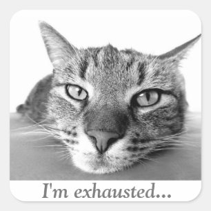 Adesivo Quadrado Gato cansado