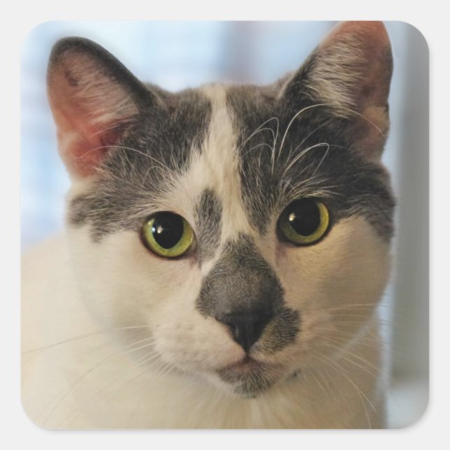 Adesivo Quadrado Gato Cinto (Frente)