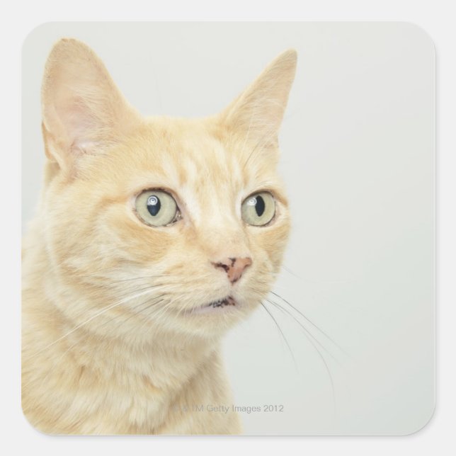 Adesivo Quadrado Gato com olhos abertos (Frente)