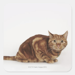 Adesivo Quadrado Gato de gato malhado alaranjado