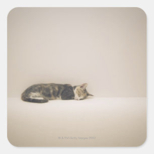 Adesivo Quadrado Gato do sono