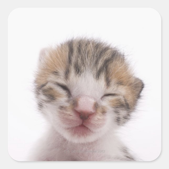 Adesivo Quadrado Gato dormindo, cabeça fechada (Frente)