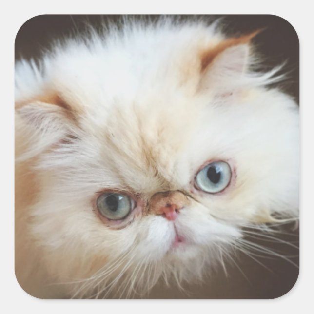 Adesivo Quadrado Gato Em Uma Caixa (Frente)