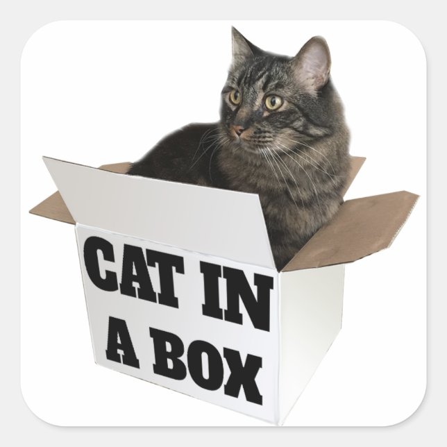 Adesivo Quadrado Gato em uma caixa! (Frente)