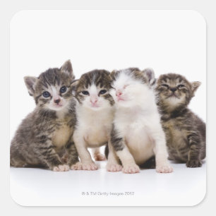 Adesivo Quadrado gato japonês