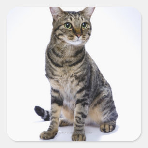 Adesivo Quadrado Gato japonês no fundo branco