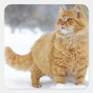 Adesivo Quadrado Gato malhado alaranjado na neve