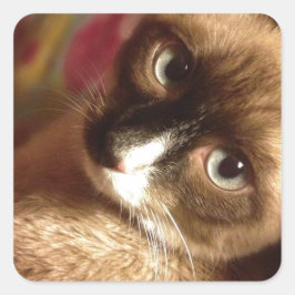 Adesivo Quadrado Gato Marrom Bonito