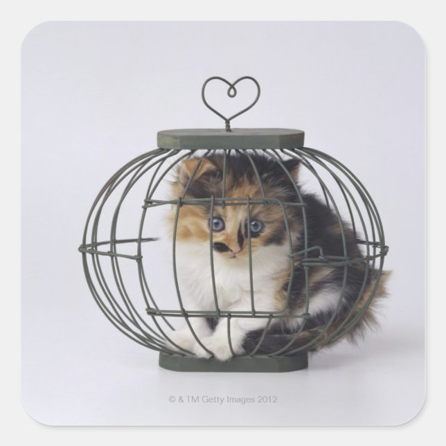 Adesivo Quadrado Gato na gaiola (Frente)
