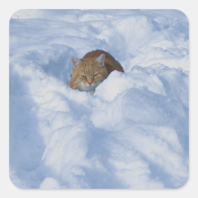 Adesivo Quadrado Gato na neve (Frente)