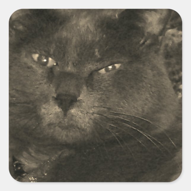 Adesivo Quadrado Gato Negro (Frente)
