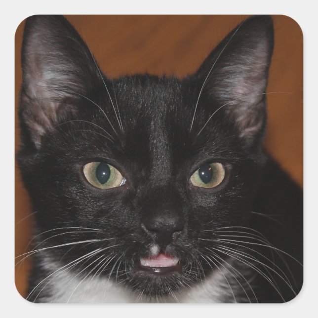 ADESIVO QUADRADO GATO PRETO E BRANCO (Frente)