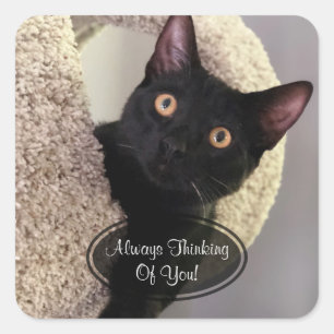 Adesivo Quadrado Gato Preto Pensando Em Vocês Viciados