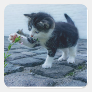 Adesivo Quadrado Gato repleto