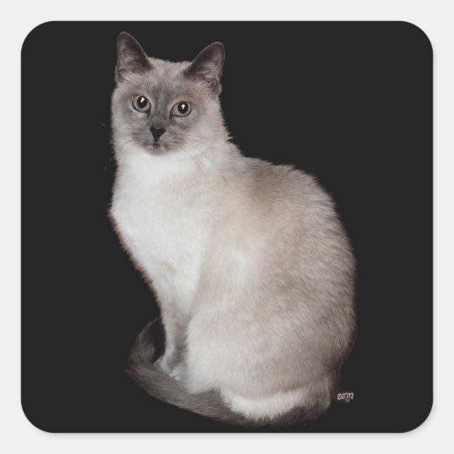 Adesivo Quadrado Gato Siames (Frente)