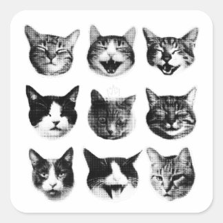 Adesivo Quadrado Gatos