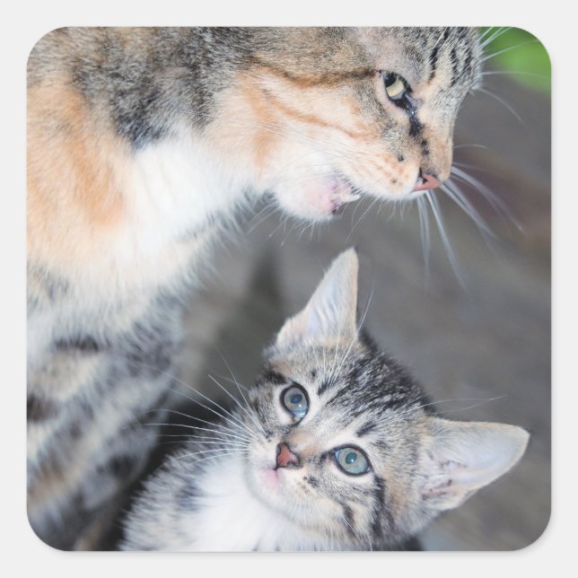 Adesivo Quadrado Gatos (Frente)