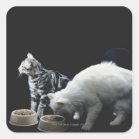 Gatos com tigela de comida
