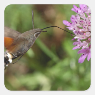 Adesivo Quadrado Gavião-marinheiro (Macroglossum stellatarum)