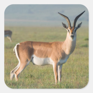 Adesivo Quadrado Gazela de Grant, Cratera de Ngorongoro, Ngorongoro