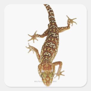 Adesivo Quadrado Geco à terra de Madagascar (pictus de Paroedura)
