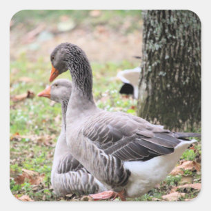 Adesivo Quadrado Geese