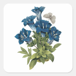 Adesivo Quadrado genciana (acaulis de Gentianae) por Redouté