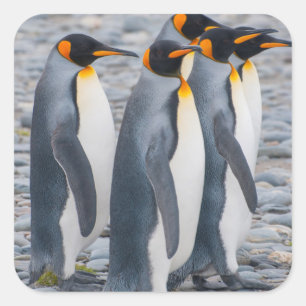 Adesivo Quadrado Geórgia do Sul. Pinguins-imperadores