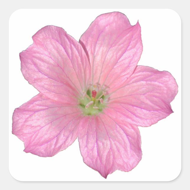 Adesivo Quadrado Gerânio rosa (Frente)