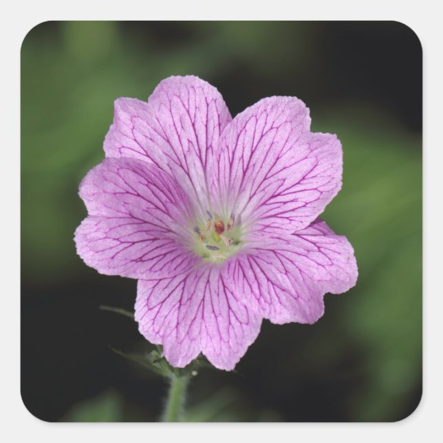 Adesivo Quadrado Geranium Endressii (Frente)