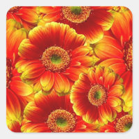 Gerbera Daisies Amarelo e Laranja